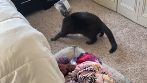 Cat Gets Treat Container Stuck on Its Head