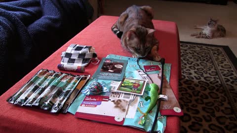 Pet Treater Monthly Mystery Bag for Cats Review - September 2019