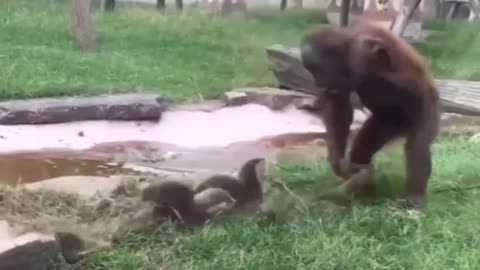 Chimpanzee vs Hani bajar animal fight scene