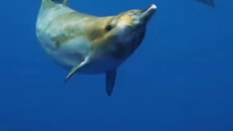 How Do Beaked Whales Dive So Deep