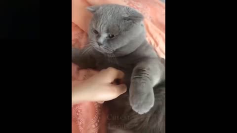 Pets /Cute and Funny Pets/ Videos Compilation/