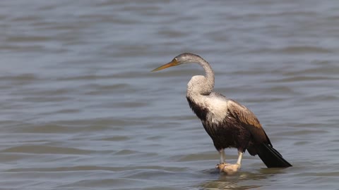 A beautiful bird standing on water.