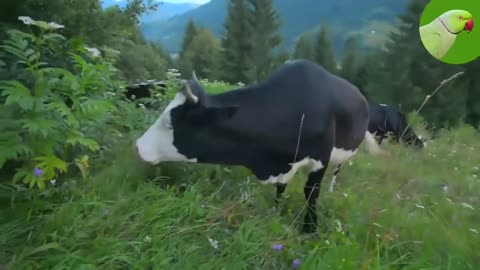 COWS VIDEOS