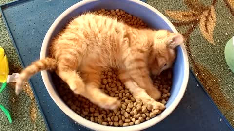 Cat Lays in Dinner Bowl While Eating
