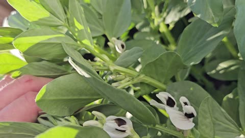 Purple Italian Fava Beans planted on 02/16/2024 have started blooming. 04/14/2024
