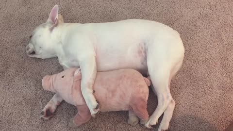 French Bulldog preciously cuddles with favorite stuffed animal