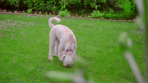 White Labradoodle sniffing. Dog sniffing green grass. Dog looking down. Smart dog searching