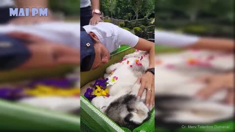 Try not to cry_Emotional moment owners say goodbye😭 to their dying dog compilation