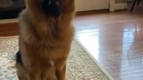 When someone steals your treat! This funny pup's reaction is priceless