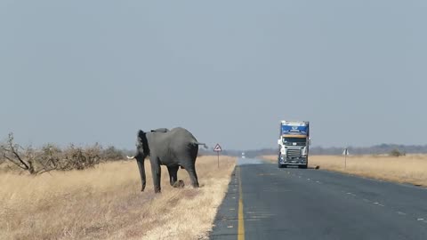 Elephant On Road Wild Life