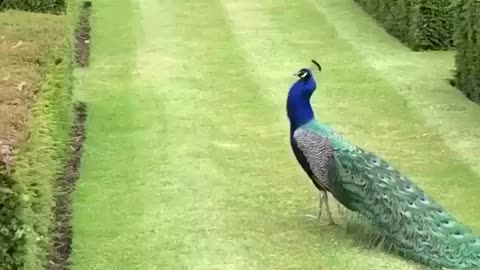 Beautiful view of peacock while spreading his wings