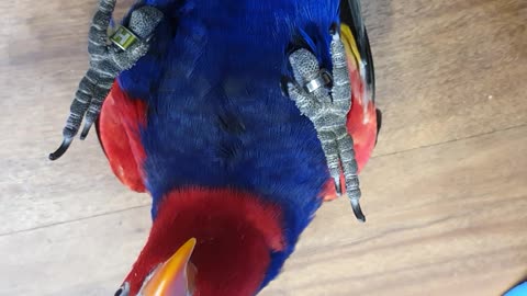 Hyper Parrot Loves Playing Peekaboo