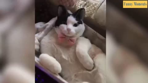 You need a laugh? Just watch these funny pets