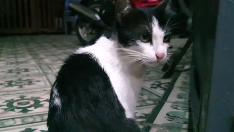 Watch My Adorable Cat and Playful Puppy Dog Share Funny Moments