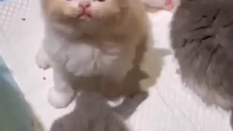 So cute kitten