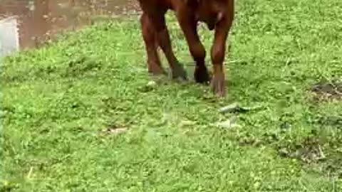 Bull aggressively chases dog around pasture .🐕