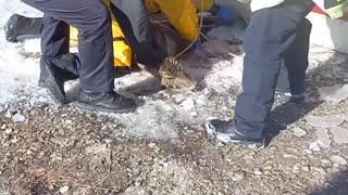 Emergency Crew Rescues Deer From Icy Water