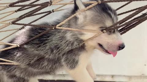 Husky Puppy Hangs Comfortably in Hammock