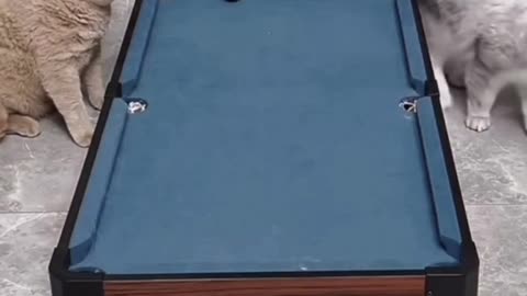 Pool shark cat makes impossible shot