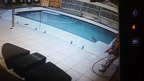 Startled cat jumps into pool