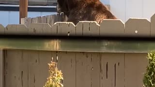 Black Bear Climbs Over Backyard Fence in South Lake Tahoe