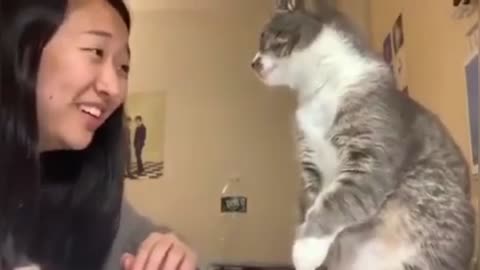 Cat slap human face | funny cat