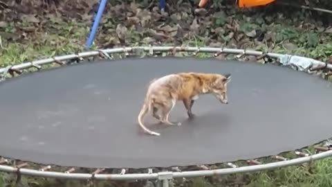 Have you ever seen a fox having so much fun in a trampoline