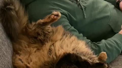 Chonky Cat Flips Over on Couch