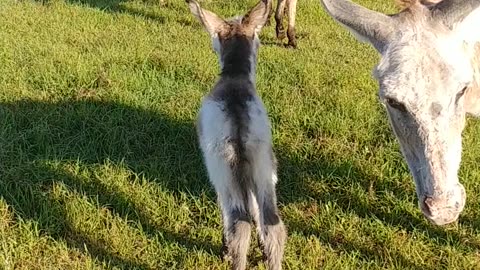 Baby Donkeys are the cutest!! I have to bottle feed him for 4 days. This is baby Paint