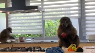 Baboons caught stealing food from kitchen