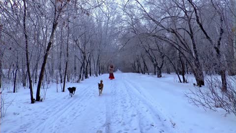 Happy Dogs play in snow