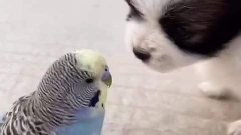 birds and dogs can love each other