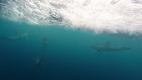 Dolphins Swimming Underwater & Alongside Boats With Relaxing Music