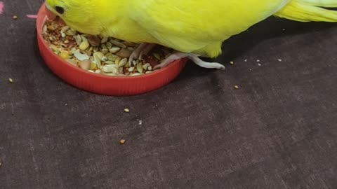 Parrot eating 🤤 Yellow ringneck baby