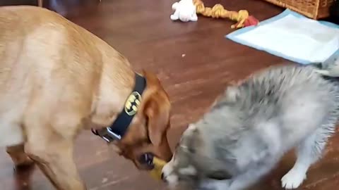 Husky Puppy and Lab play Tug-A-War
