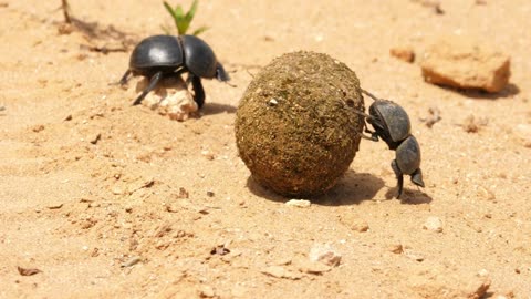 🦗💕 Epic Love Story of Mating Flightless Dung Beetles: Pushing Love Uphill! 🌿
