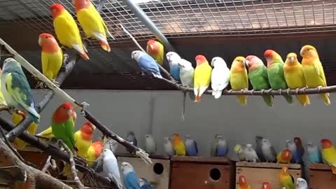 My love birds farm opaline