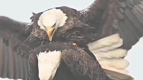 Romance/Mating Behavior Bald Eagle