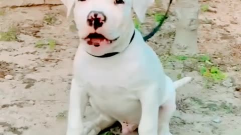 dogo Argentino puppie most powerful and dangerous dog breed but very loyal his owner