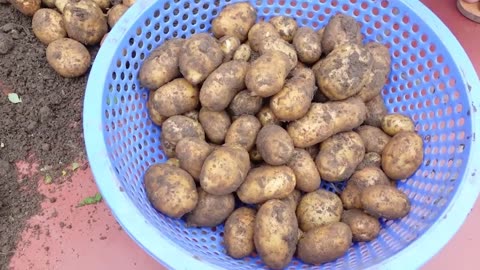 Potato Growing Method
