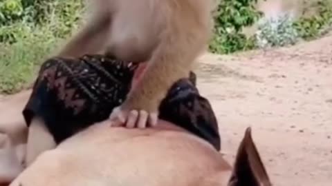 Monkey and dog playing together #viral #trending #us news