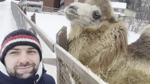Angry Camel Nips at Man Trying to Take a Selfie