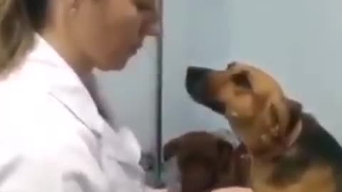 When your dog is in love with the Vet