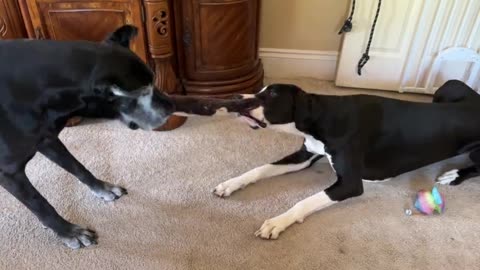 Great Dane swaps dog beds, plays tug-of-war games | BubbleFeed