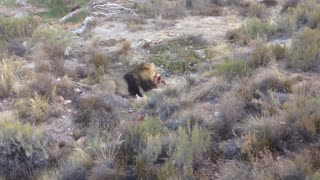 Pride of lions patiently wait for alpha male to share meal