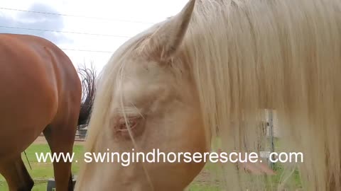 Horse suffers from anhidrosis after bath