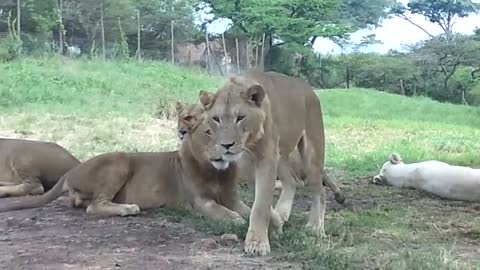 Lion Open Car Door