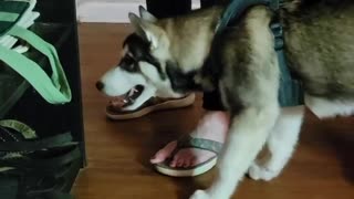 Husky Puppy Sasses Cat