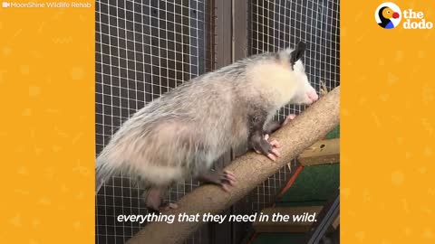 Watch These Rescue Baby Opossums Learn Table Manners The Dodo