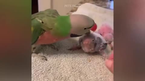 Funny Parrots and Cute Birds